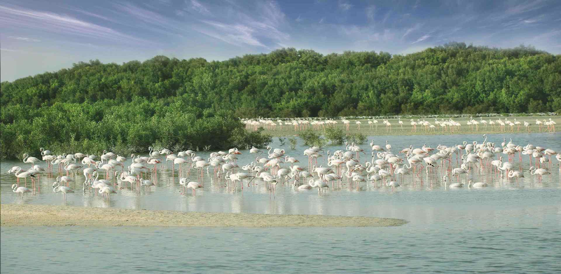 حملة استدامة وطنية تستعرض جهود دولة الإمارات في حماية منظومة البيئة والطبيعة